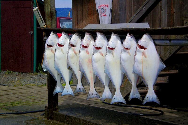 Fishing in Homer AK